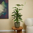 BLOOMIQUE - Lot de 2 - Monstera Adansonii avec Bâton de Mousse - Feuille de Singe - H. 70-80 cm - P. 17 cm - vignette
