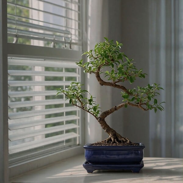 PLANT IN A BOX - Bonsaï - Carmona microphylla - Hauteur 20-30cm - ⌀15cm - large