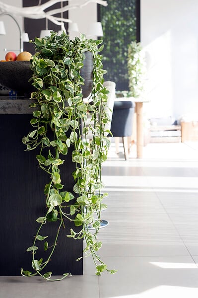 BLOOMIQUE - Scindapsus N-Joy - Lierre du Diable - Plante suspendue - H. 20-30 cm - P. 15 cm - large