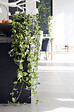 BLOOMIQUE - Scindapsus N-Joy - Lierre du Diable - Plante suspendue - H. 20-30 cm - P. 15 cm - vignette