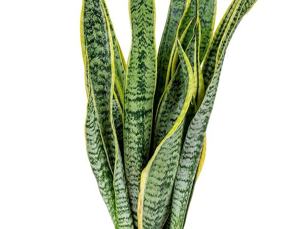 BLOOMIQUE - Lot de 2 - Sansevieria 'Laurentii' XL - Langue de belle-mère - Succulente - H. 55-65 cm - large