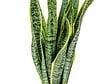 BLOOMIQUE - Lot de 2 - Sansevieria 'Laurentii' XL - Langue de belle-mère - Succulente - H. 55-65 cm - vignette