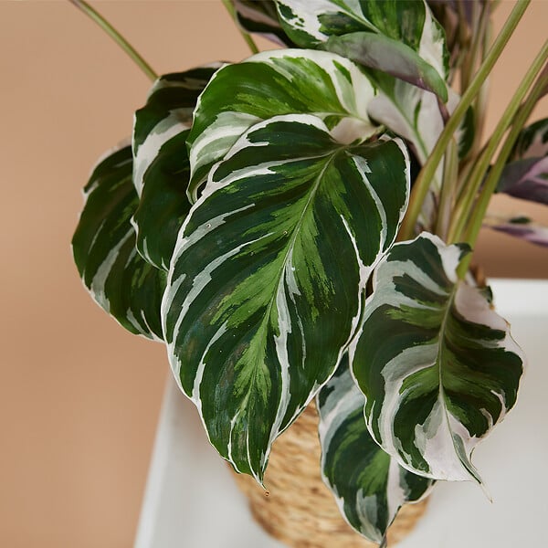 BLOOMIQUE - Lot de 2 - Calathea White Fusion - Plante d'intérieur - Facile d'entretien - H. 40-50 cm - large