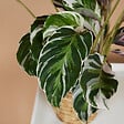 BLOOMIQUE - Lot de 2 - Calathea White Fusion - Plante d'intérieur - Facile d'entretien - H. 40-50 cm - vignette