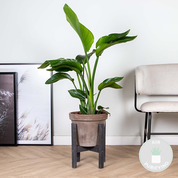 BLOOMIQUE - Strelitzia Nicolai - Plante Strelitzia - Oiseau de paradis - Plante d'intérieur grande - H. 70-80 cm - large