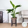 BLOOMIQUE - Strelitzia Nicolai - Plante Strelitzia - Oiseau de paradis - Plante d'intérieur grande - H. 70-80 cm - vignette