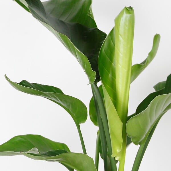 BLOOMIQUE - Strelitzia Nicolai - Plante Strelitzia - Oiseau de paradis - Plante d'intérieur grande - H. 70-80 cm - large