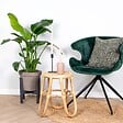 BLOOMIQUE - Strelitzia Nicolai - Plante Strelitzia - Oiseau de paradis - Plante d'intérieur grande - H. 70-80 cm - vignette