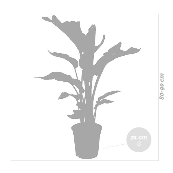 BLOOMIQUE - Strelitzia Nicolai - Plante Strelitzia - Oiseau de paradis - Plante d'intérieur grande - H. 70-80 cm - large