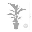 BLOOMIQUE - Strelitzia Nicolai - Plante Strelitzia - Oiseau de paradis - Plante d'intérieur grande - H. 70-80 cm - vignette
