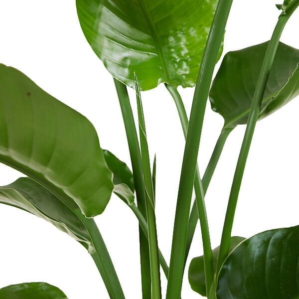 BLOOMIQUE - Strelitzia Nicolai - Plante Strelitzia - Oiseau de paradis - Plante d'intérieur grande - H. 70-80 cm - large