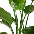 BLOOMIQUE - Strelitzia Nicolai - Plante Strelitzia - Oiseau de paradis - Plante d'intérieur grande - H. 70-80 cm - vignette