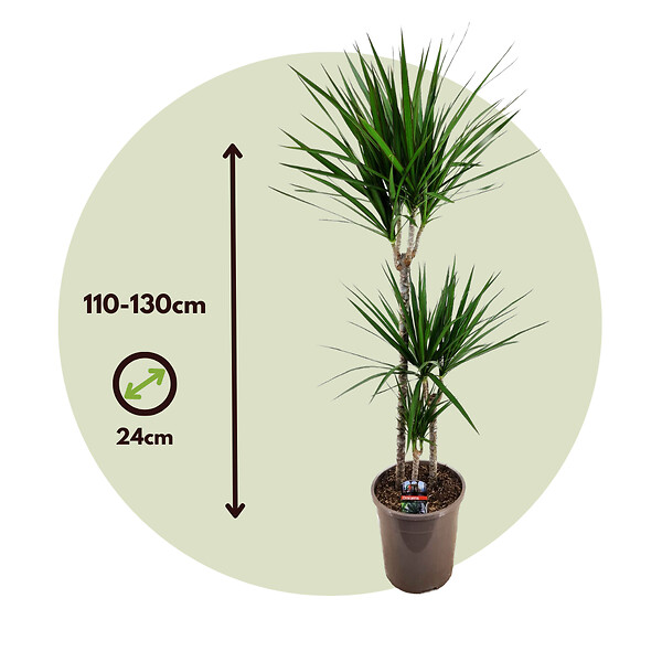 PLANT IN A BOX - Dragonnier - Dracaena marginata - Hauteur 110-130cm - ⌀24cm - large
