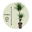 PLANT IN A BOX - Dragonnier - Dracaena marginata - Hauteur 110-130cm - ⌀24cm - vignette