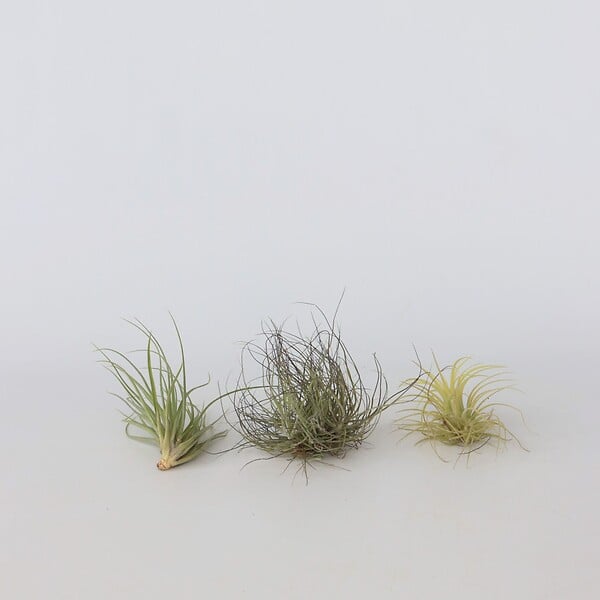 PLANT IN A BOX - Plante aérienne - Set de 6 - Tillandsia - Hauteur 5-15cm - ⌀5cm - large