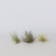 PLANT IN A BOX - Plante aérienne - Set de 6 - Tillandsia - Hauteur 5-15cm - ⌀5cm - vignette
