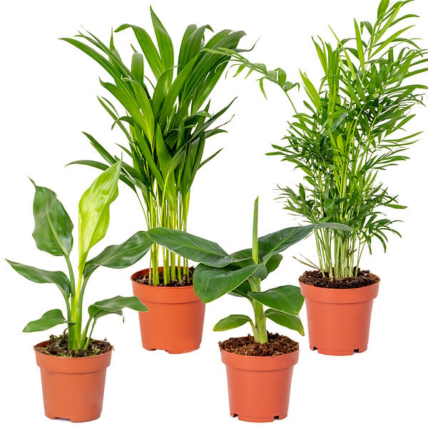 BLOOMIQUE - Lot de 4 - Mélange de plantes tendance - Chamaedorea, Dypsis, Musa, Strelitzia - Dépolluantes - large