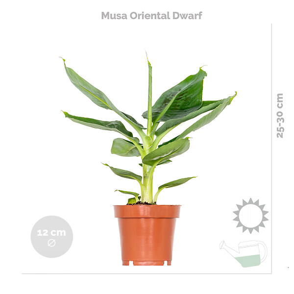 BLOOMIQUE - Lot de 4 - Mélange de plantes tendance - Chamaedorea, Dypsis, Musa, Strelitzia - Dépolluantes - large