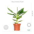 BLOOMIQUE - Lot de 4 - Mélange de plantes tendance - Chamaedorea, Dypsis, Musa, Strelitzia - Dépolluantes - vignette