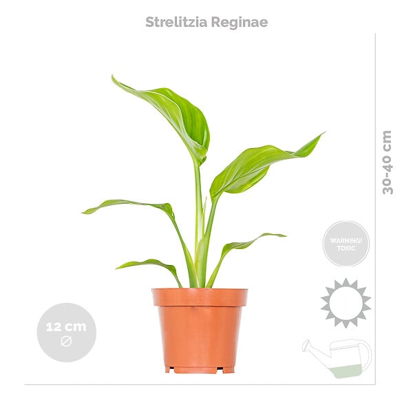 BLOOMIQUE - Lot de 4 - Mélange de plantes tendance - Chamaedorea, Dypsis, Musa, Strelitzia - Dépolluantes - large