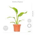 BLOOMIQUE - Lot de 4 - Mélange de plantes tendance - Chamaedorea, Dypsis, Musa, Strelitzia - Dépolluantes - vignette