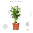 BLOOMIQUE - Lot de 4 - Mélange de plantes tendance - Chamaedorea, Dypsis, Musa, Strelitzia - Dépolluantes - vignette