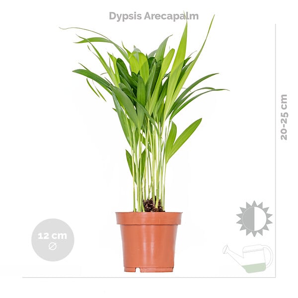 BLOOMIQUE - Lot de 4 - Mélange de plantes tendance - Chamaedorea, Dypsis, Musa, Strelitzia - Dépolluantes - large