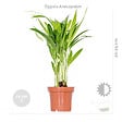 BLOOMIQUE - Lot de 4 - Mélange de plantes tendance - Chamaedorea, Dypsis, Musa, Strelitzia - Dépolluantes - vignette