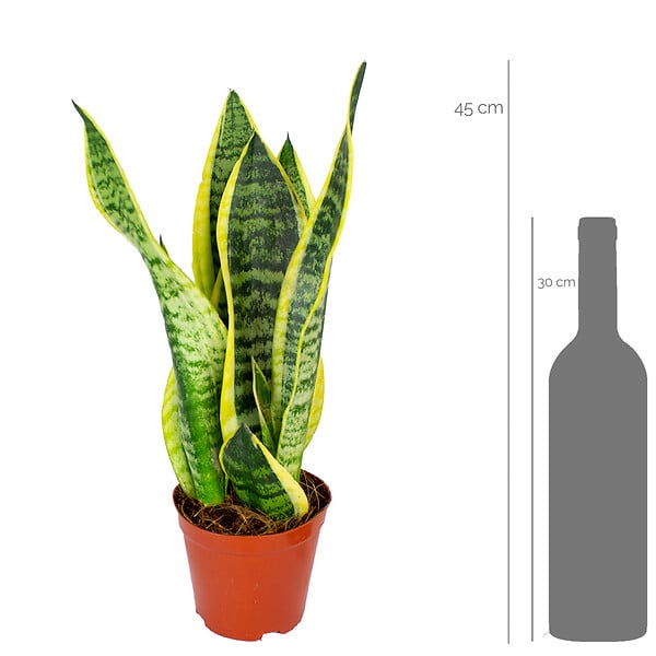 BLOOMIQUE - Sansevieria Superba - Langue de belle-mère - Plantes d’intérieur - H. 20-30 cm - P. 12 cm - large