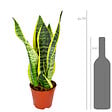 BLOOMIQUE - Sansevieria Superba - Langue de belle-mère - Plantes d’intérieur - H. 20-30 cm - P. 12 cm - vignette