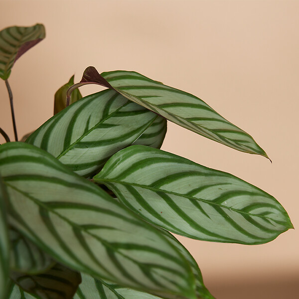 BLOOMIQUE - Lot de 2 - Calathea Compactstar - Plante d'intérieur - Facile d'entretien - Purifiante - H. 30-40 cm - large