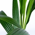 BLOOMIQUE - Cocos Nucifera - Cocotier - Plantes d’intérieur - Dépolluante - H. 70-90 cm - P. 19 cm - vignette