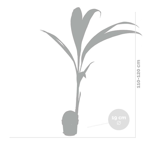 BLOOMIQUE - Cocos Nucifera - Cocotier - Plantes d’intérieur - Dépolluante - H. 70-90 cm - P. 19 cm - large