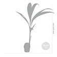 BLOOMIQUE - Cocos Nucifera - Cocotier - Plantes d’intérieur - Dépolluante - H. 70-90 cm - P. 19 cm - vignette