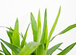 BLOOMIQUE - Yucca Elephantipes - Palmier Yucca - Plante d’intérieur - Dépolluante - H. 30-40 cm - P. 12 cm - vignette