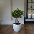 PLANT IN A BOX - Bonsaï - Set de 2 - Ficus microcarpa - Hauteur 30-40cm - ⌀12cm - vignette