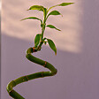 PLANT IN A BOX - Lucky Bamboo - Set de 6 - Dracaena sanderiana - Hauteur 40-50cm - ⌀2cm - vignette