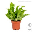 BLOOMIQUE - Lot de 3 - Mélange de fougères dépolluantes - H. 20-30 cm - P. 12 cm - vignette