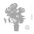 BLOOMIQUE - Monstera Deliciosa - Monstera - Plantes d’intérieur - Dépolluante - H. 70-80 cm - P. 21 cm - vignette