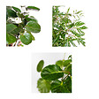 BLOOMIQUE - Lot de 3 - Polyscias - Aralia - Fabian, Ming, Green Lemon - H. 30-40 cm - P. 12 cm - vignette