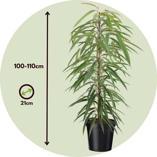 PLANT IN A BOX - Ficus pleureur - Ficus binnendijkii - Hauteur 100-110cm - ⌀21cm - large
