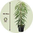 PLANT IN A BOX - Ficus pleureur - Ficus binnendijkii - Hauteur 100-110cm - ⌀21cm - vignette