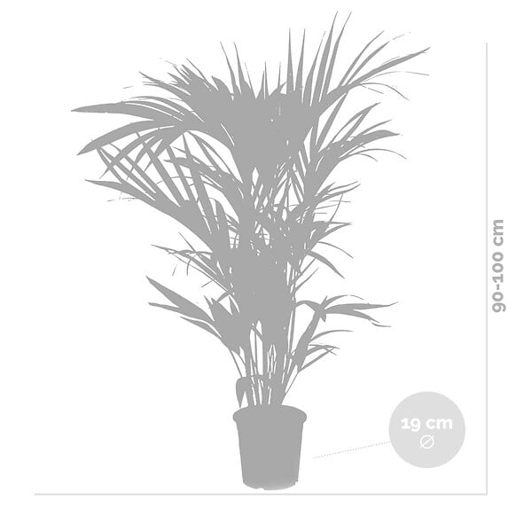 BLOOMIQUE - Lot de 2 - Howea Forsteriana - Palmier Kentia - Plantes d’intérieur - H. 80-100 cm - P. 19 cm - large
