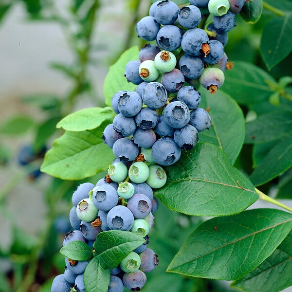 BLOOMIQUE - 2x Vaccinium Corymbosum 'Goldtraube' - Myrtille - Plantes fruitières - P. 14 cm - H. 60-70cm - large