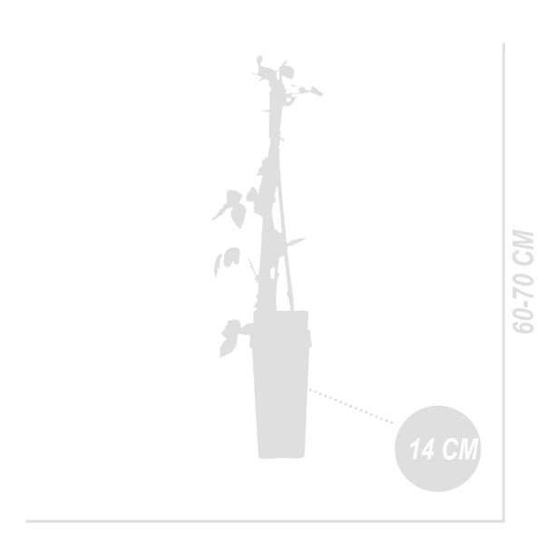 BLOOMIQUE - 2x Rubus Idaeus 'Héritage' - Framboos Plant - Fruitplanten - Tuinplanten - Rustique - P. 14 cm - large