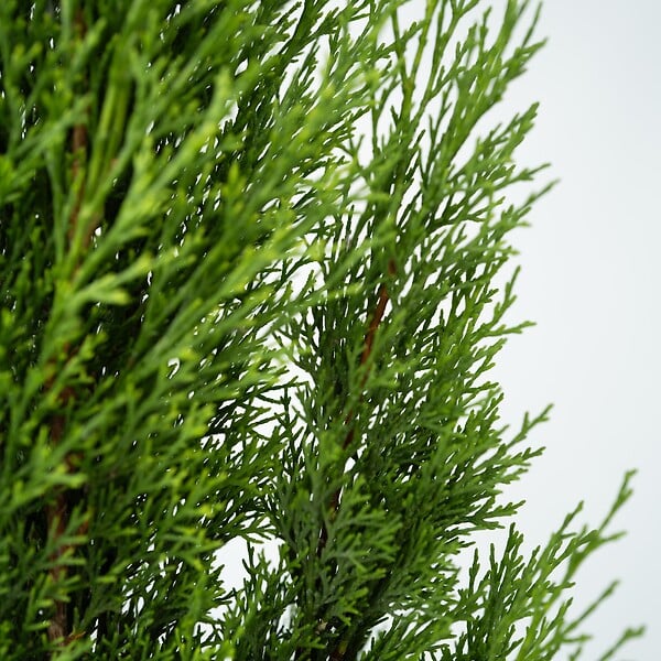 PLANT IN A BOX - Cyprès toujours vert - Set de 2 - Cupressus sempervirens - H70-80cm - ⌀19cm - large