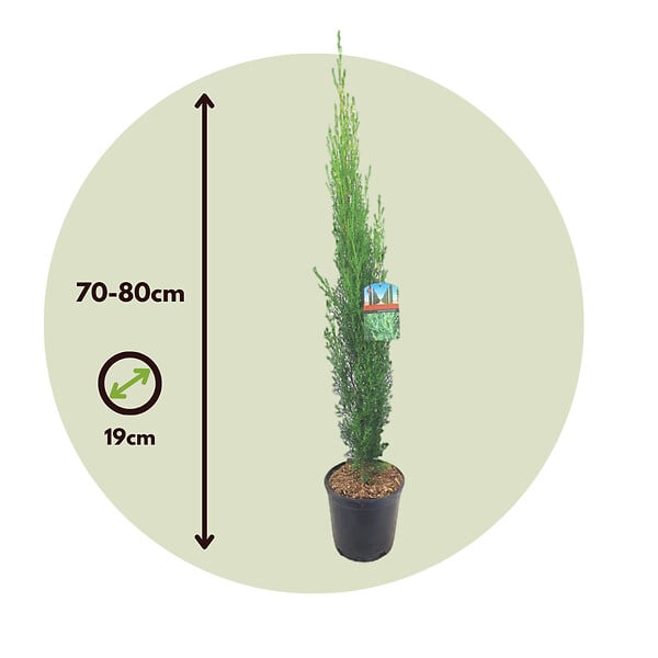 PLANT IN A BOX - Cyprès toujours vert - Set de 2 - Cupressus sempervirens - H70-80cm - ⌀19cm - large
