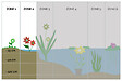 BLOOMIQUE - Lot de 6 - Schizostylis 'Mrs Hegarty' - Lis des Cafres rose - H. 10-20 cm - P. 9 cm - vignette