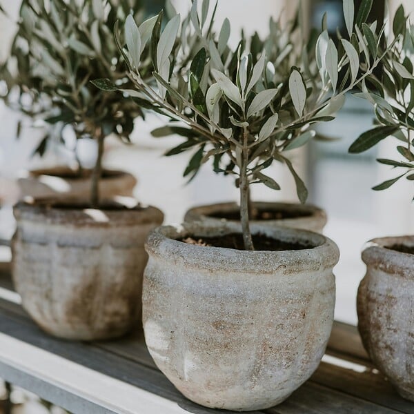PLANT IN A BOX - Olivier - Set de 2 - Olea europaea - Hauteur 50-60cm - ⌀14cm - large