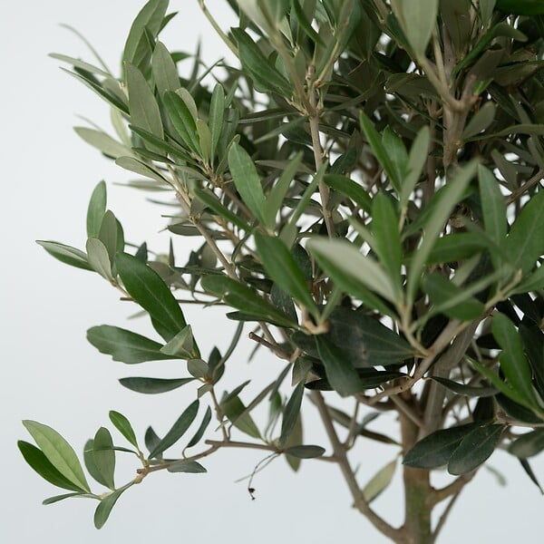 PLANT IN A BOX - Olivier - Set de 2 - Olea europaea - Hauteur 50-60cm - ⌀14cm - large